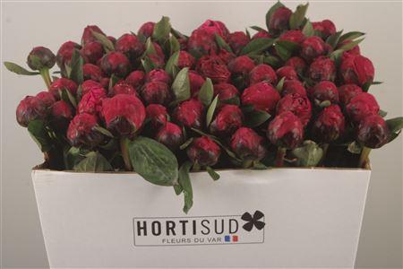 <h4>Paeo L Red Sarah Bernhard</h4>