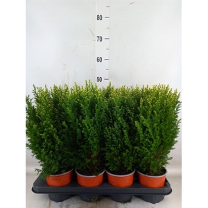 Chamaecyparis laws. 'Snow White'