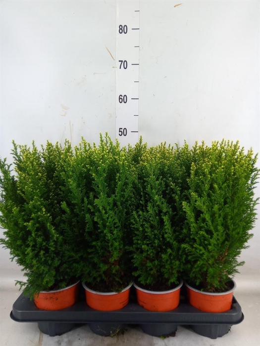 <h4>Chamaecyparis laws. 'Snow White'</h4>