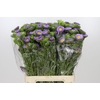 Callistephus Matsumoto Lavender
