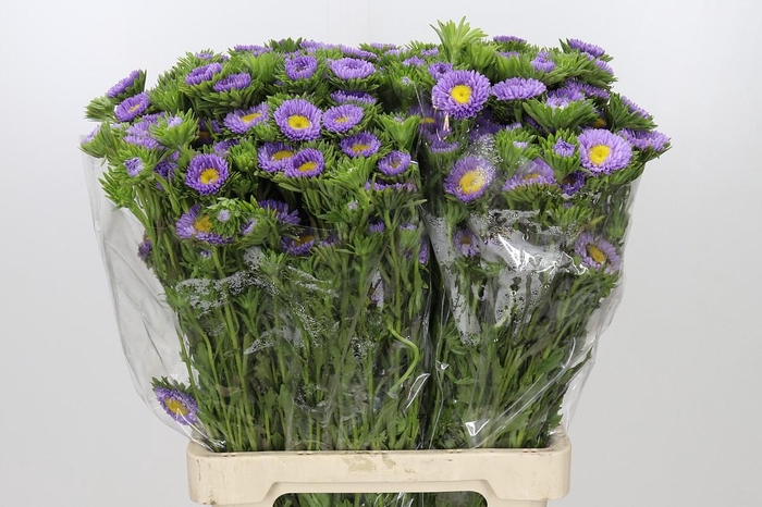 <h4>Callistephus Matsumoto Lavender</h4>