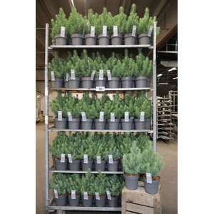 arr8 Pinus Silver Crest