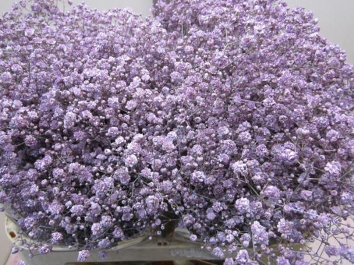 <h4>Gipsophilla Xlence Milka</h4>