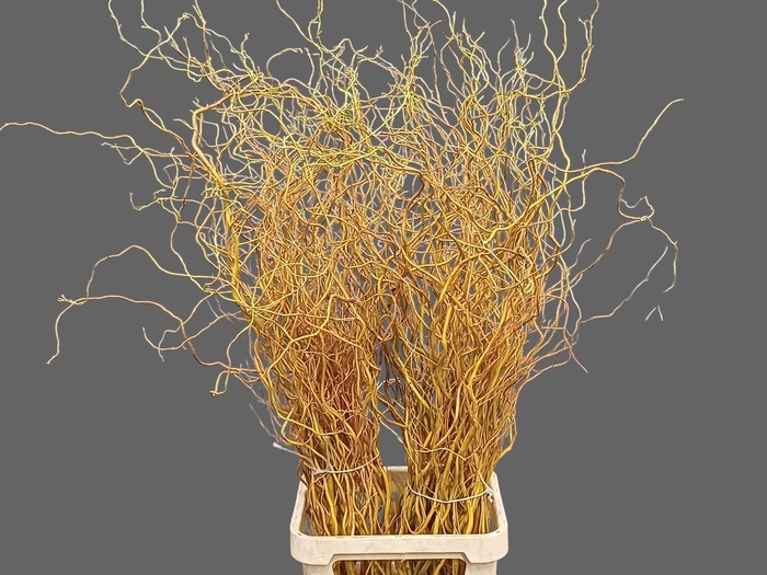 <h4>SALIX  'GOLDEN CURLS'</h4>