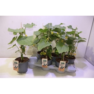 arr8 Komkommerplanten