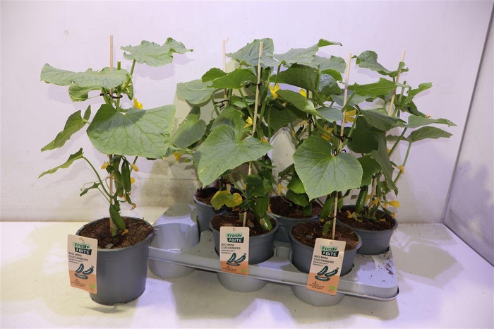 <h4>Komkommerplanten</h4>