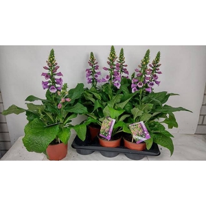 DIGI PURPUREA
