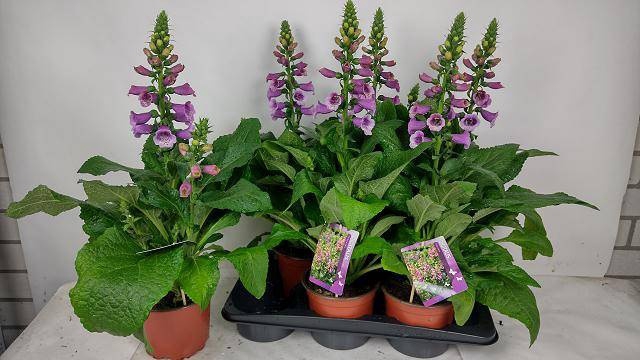 <h4>DIGI PURPUREA</h4>