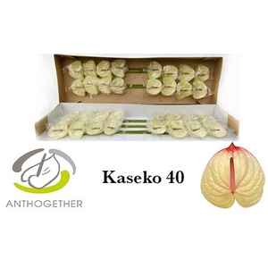 Anthurium Kaseko