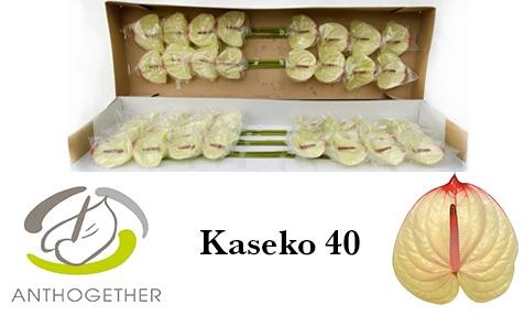 <h4>Anthurium Kaseko</h4>