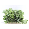 Pittosporum Ilan