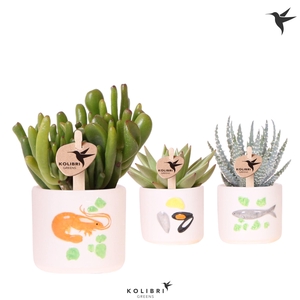 Kolibri Greens Succulenten mix in Fruits De Mer pot mix