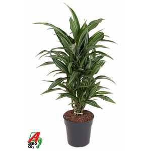 Dra Fr Ulises Vertakt