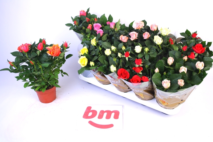 <h4>RO B MONDE GEM</h4>