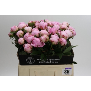 Paeonia Sarah Bernhardt