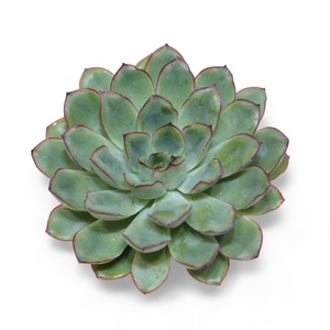 Echeveria Pulidonis Grey Cutflower Wincx-10cm