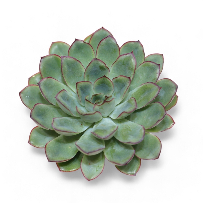 <h4>Echeveria Pulidonis Grey Cutflower Wincx-10cm</h4>