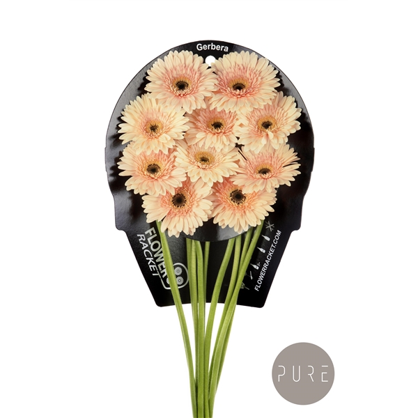 <h4>Gr GE Cafe Del Mar flowerracket</h4>