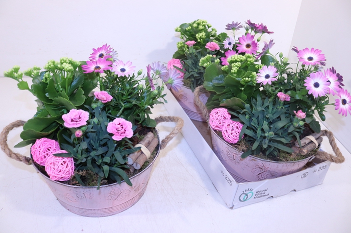 <h4>ARR TUINPLANTEN</h4>