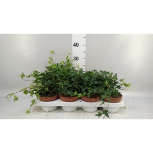 Hedera   ...mix