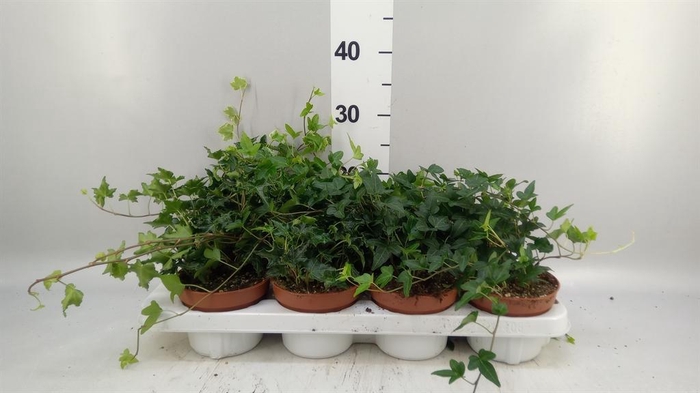 <h4>Hedera   ...mix</h4>