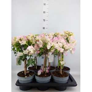 Bougainvillea  'Elisabeth'