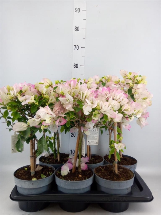 <h4>Bougainvillea 'Elisabeth'</h4>
