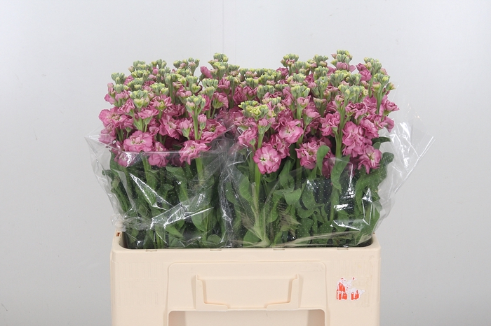 <h4>Matth Stox Rose Pink</h4>