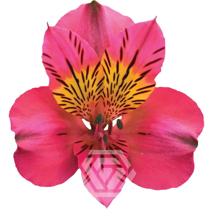 <h4>ALSTR AMPOSTA Tessa</h4>