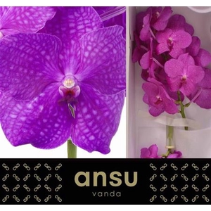 Vanda Ni Hot Magenta