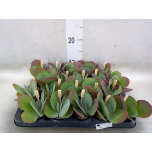 Kalanchoe NF thyrsiflora