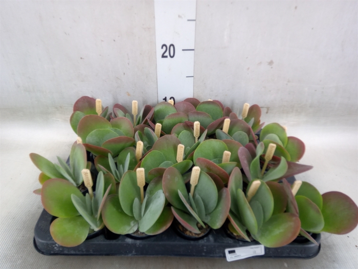 <h4>Kalanchoe NF thyrsiflora</h4>