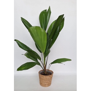 Licuala Grandis in Kandy mand