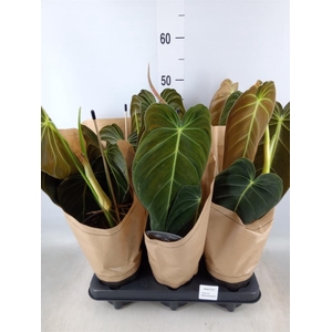 Philodendron melanochrysum