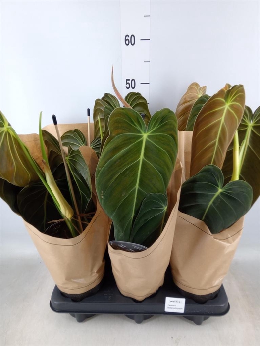 <h4>Philodendron melanochrysum</h4>