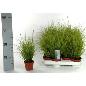 Carex brunnea 'Jubilo' p8