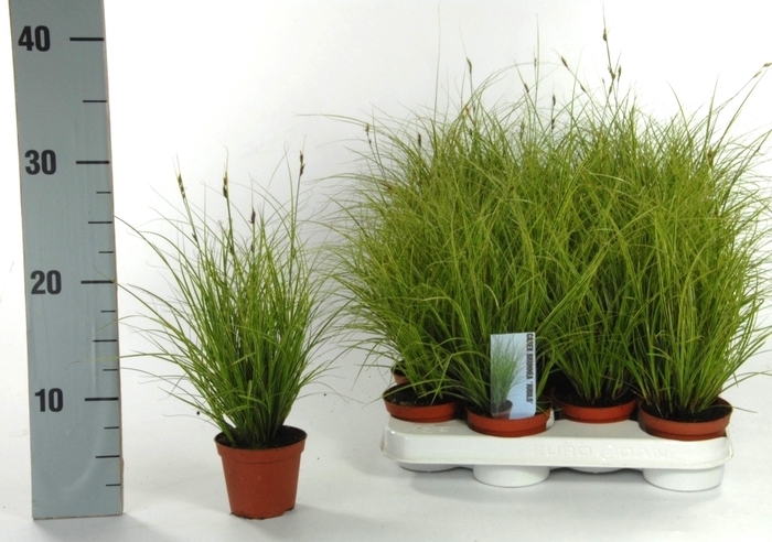 <h4>Carex brunnea 'Jubilo' p8</h4>