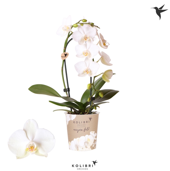 <h4>Kolibri Orchids Cascade Niagara Fall white 1 spike</h4>