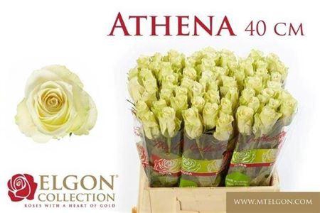 <h4>R Gr Athena</h4>