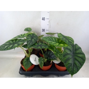 Alocasia  'Dragon Scale'