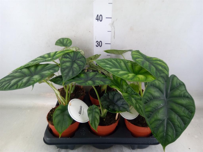 <h4>Alocasia  'Dragon Scale'</h4>