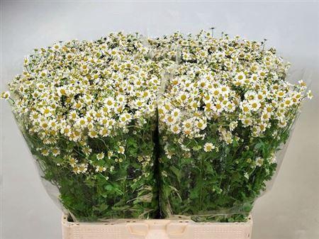 <h4>Tana Pa Cameron Ex</h4>