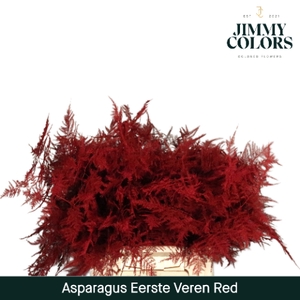 Asparagus 1ste Red