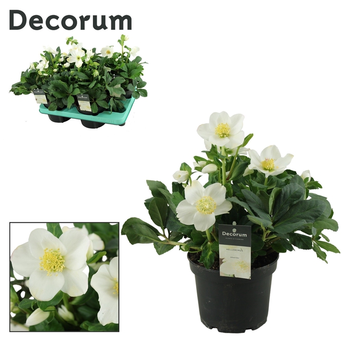 <h4>Helleborus Advent Star XL Decorum</h4>