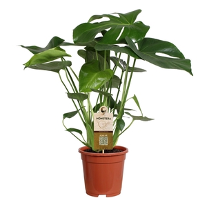 Monstera deliciosa 17cm 55-65cm
