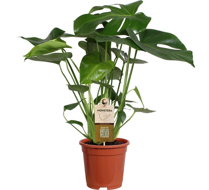 <h4>Monstera deliciosa 17cm 55-65cm</h4>