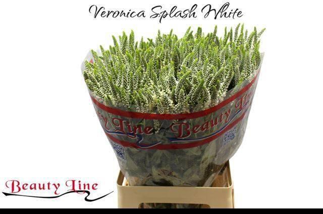 <h4>VERON L SKYLER WHITE</h4>