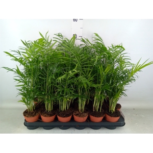 Chamaedorea elegans