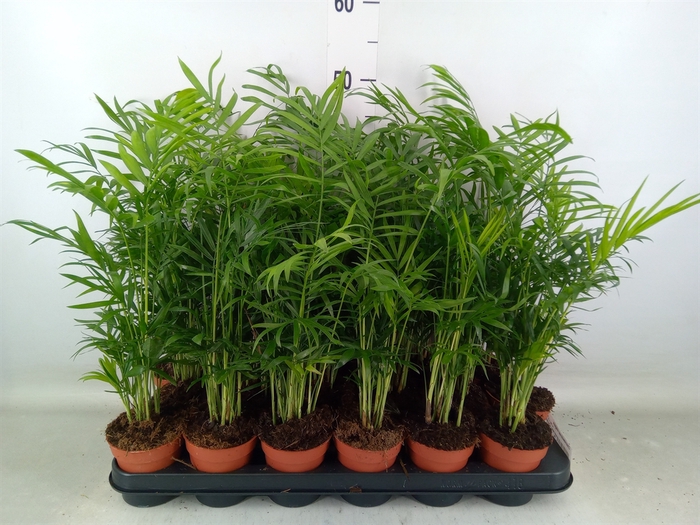 <h4>Chamaedorea elegans</h4>