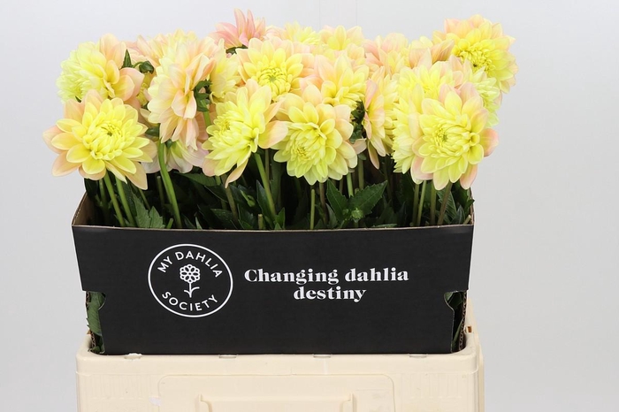 <h4>Dahlia Giovanna</h4>
